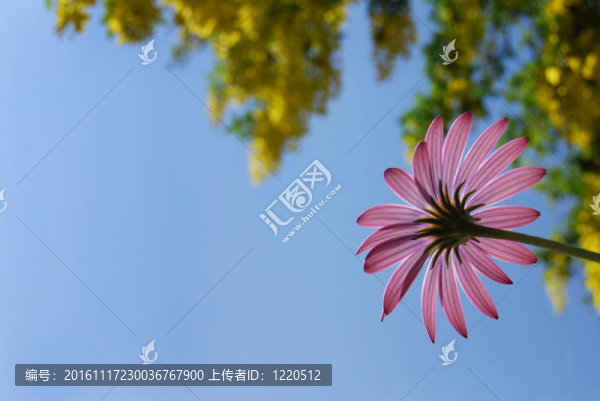 粉紅色的花及