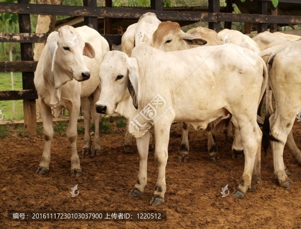小母牛