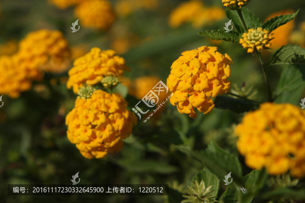 橙色的花
