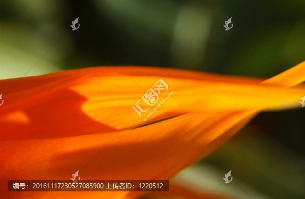 天堂之鳥的花瓣