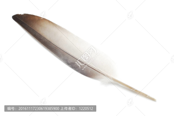 羽毛