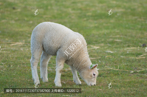 草地上的羔羊。