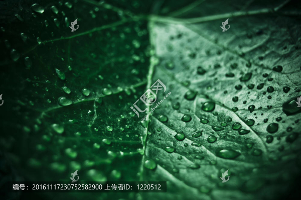 帶水滴的綠葉