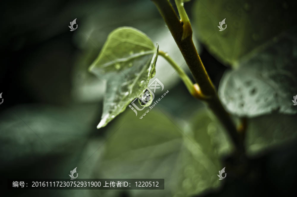 帶水滴的綠葉