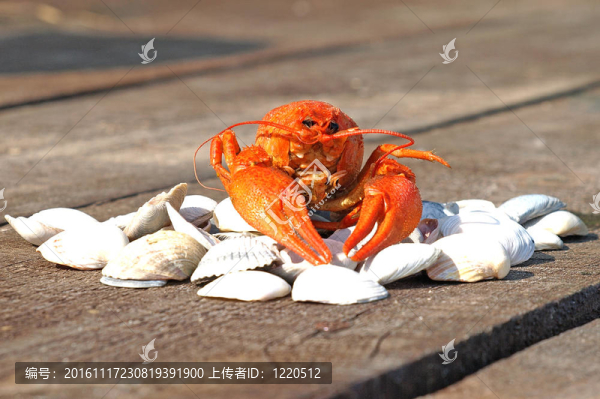 煮小龍蝦在殼。