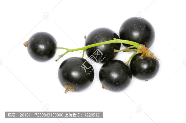 醋栗