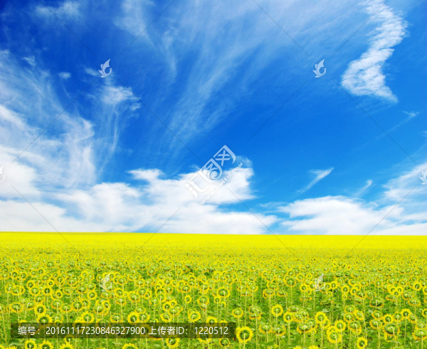 向日葵花田