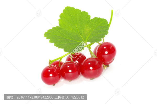 紅醋栗