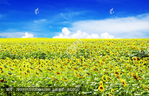 向日葵花田
