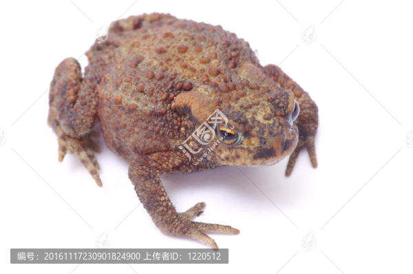 青蛙