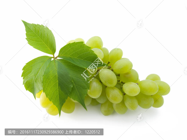 一束新鮮的葡萄，葉子上有白色的葉子