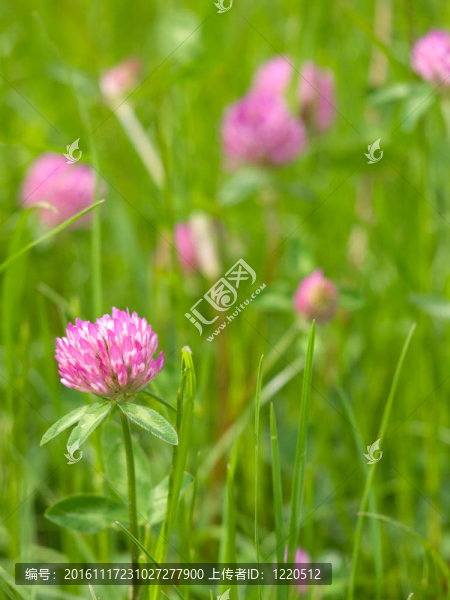 三葉草