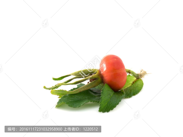 一個犬薔薇貝里