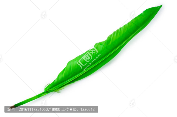 寫在白色背景上的羽毛
