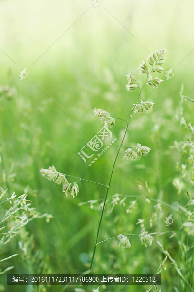 綠色的草