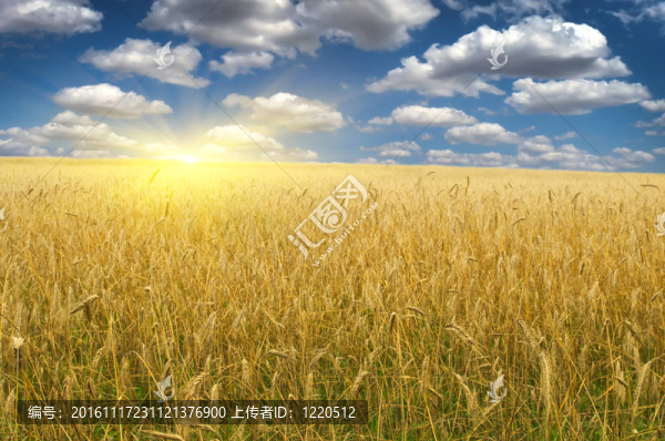 小麥田