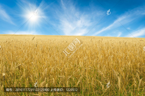 小麥田