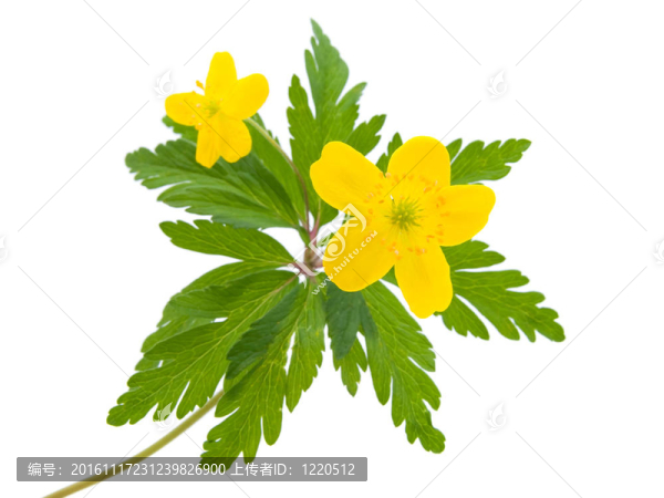 黃色毛茛花的春天