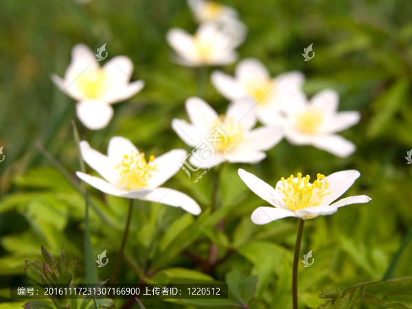 田野里的花