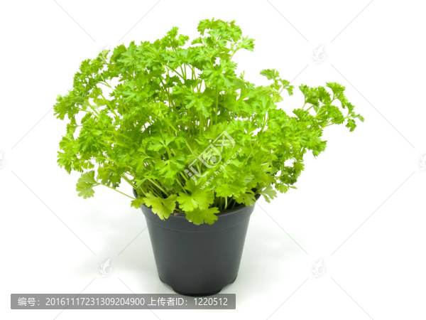 在鍋上的新鮮香菜