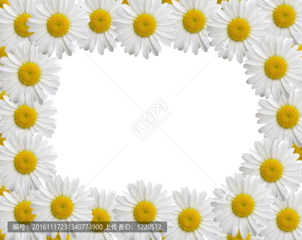 甘菊框架