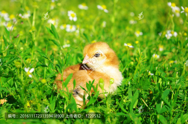 小雞