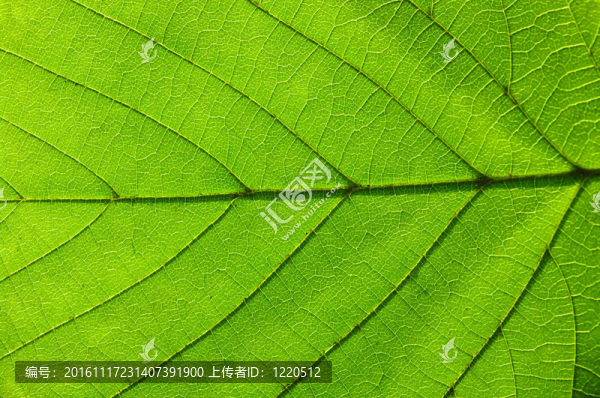 綠色的葉子紋理