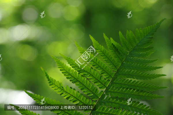 綠色的葉子
