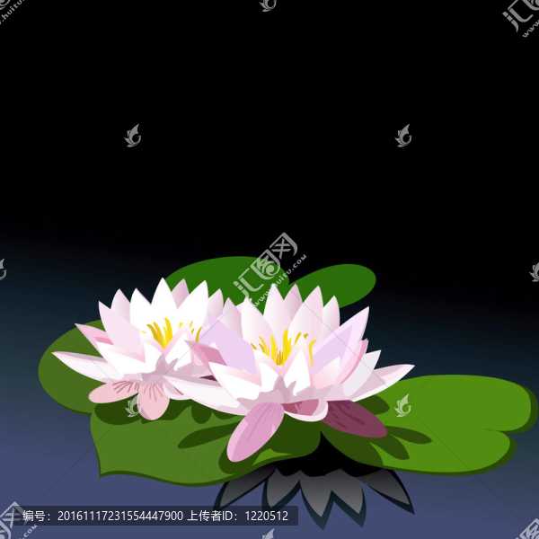 莉莉在黑色的水上