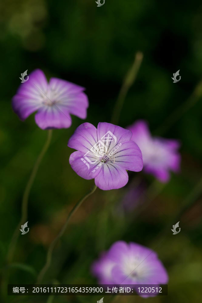 瞿麥花