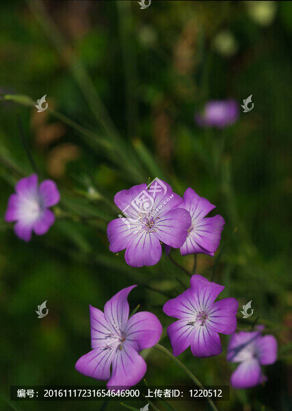瞿麥花