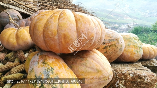 南瓜
