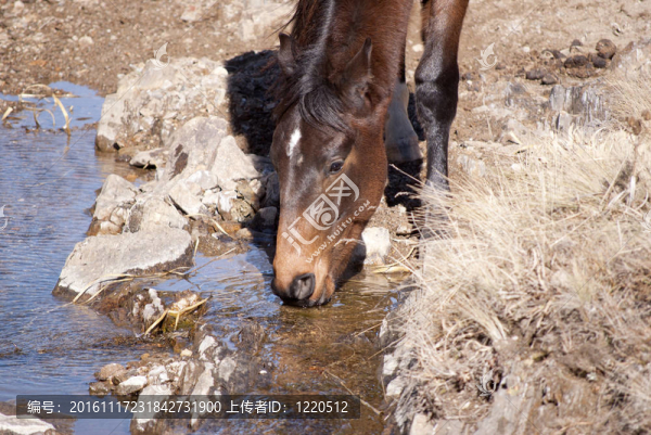 馬飲水