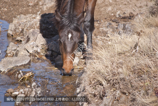 馬飲水