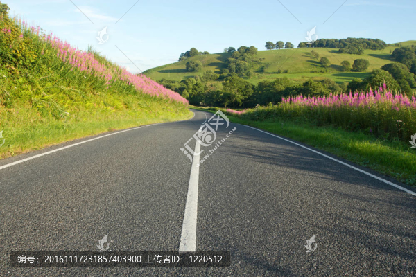 與夾竹桃柳蘭邊緣在威爾士鄉(xiāng)村路。