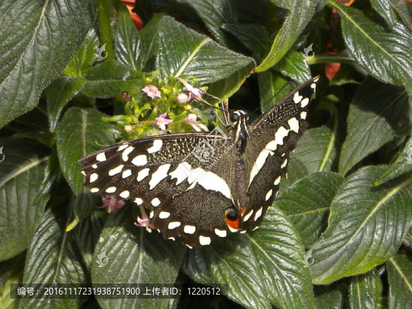 butteryfly_001