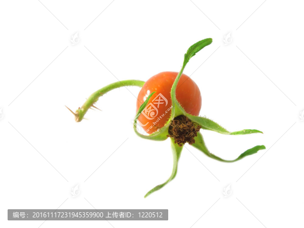 一個犬薔薇果