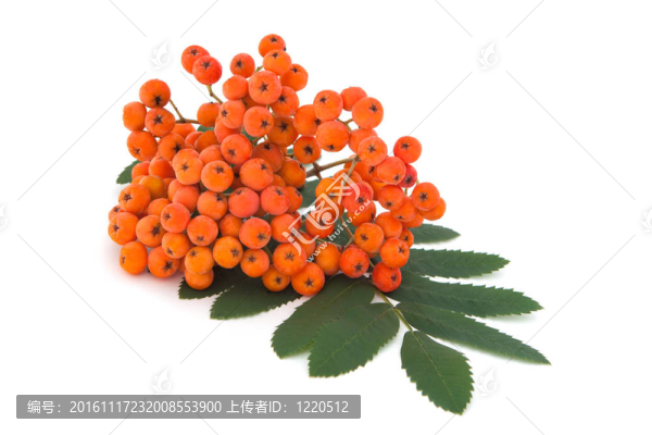 阿什貝利束葉