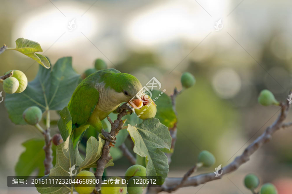 和尚鸚鵡（Myiopsitta,Monachus）