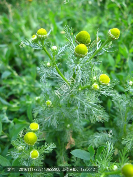 野生洋甘菊