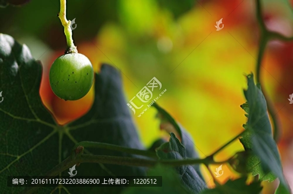 一個(gè)有著豐富多彩的背景的葡萄