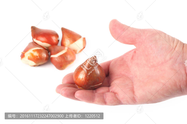 郁金香