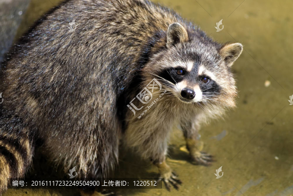 悲傷的浣熊