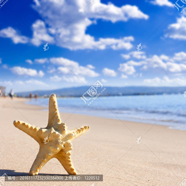海灘上的海星