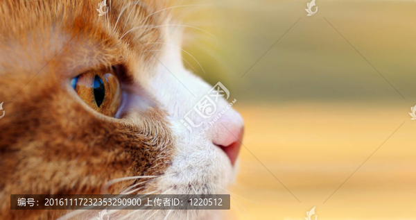 紅貓狩獵戶外