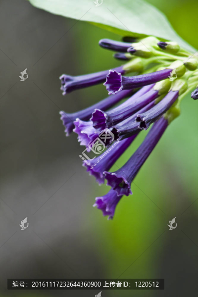 紫色的花