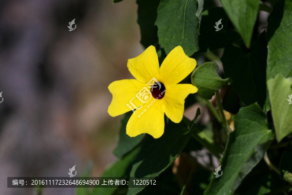 攀登黑眼蘇珊花