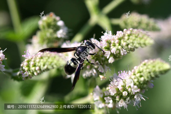 Mason和Potters,Wasp