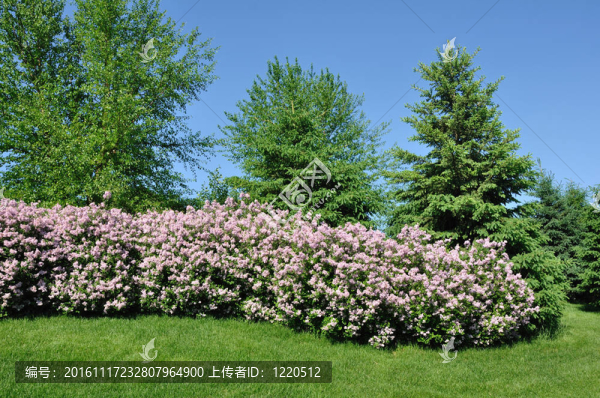 后院的園林綠化