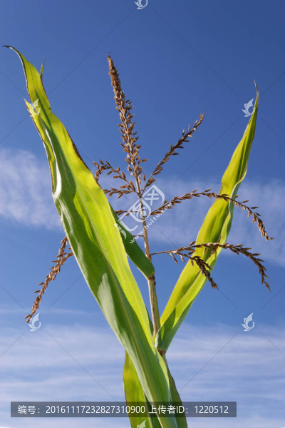 Cornstalk流蘇